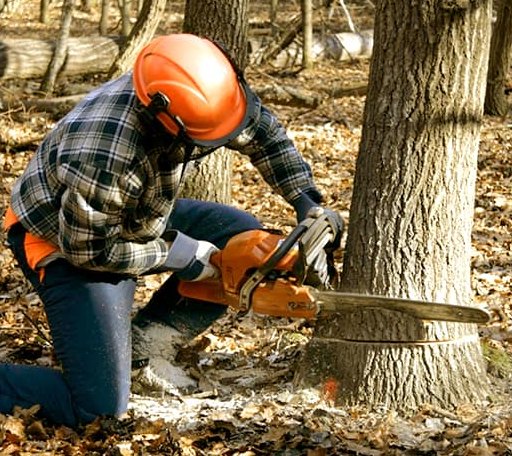 Tree Removal in Glen, MS